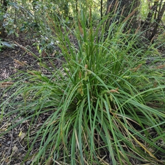 Carex forsteri