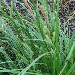 Carex forsteri