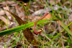 Drosera binata