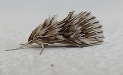 Cynaeda