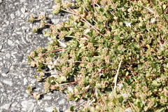 Trifolium glomeratum