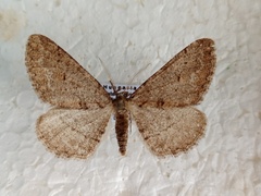 Agriopis bajaria
