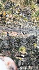 Leucocarbo georgianus