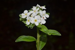Lithospermum distichum