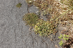 Trifolium glomeratum