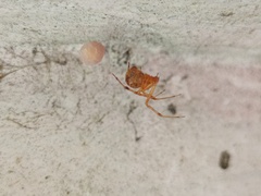 Parasteatoda