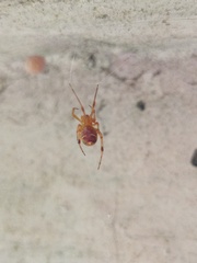 Parasteatoda