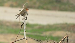 Erithacus rubecula rubecula