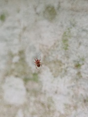 Parasteatoda