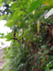 Trichonephila antipodiana
