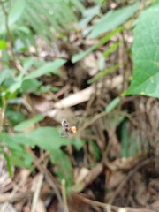 Argyrodes flavescens