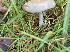 Stropharia pseudocyanea