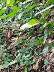 Argyrodes flavescens