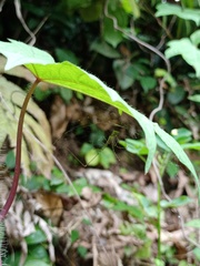 Crossopriza lyoni