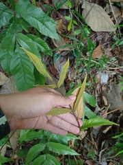 Tectaria siifolia
