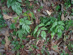 Tectaria siifolia