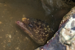 Gymnothorax pseudothyrsoideus