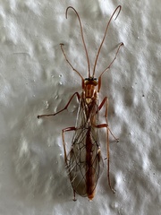 Ophion obscuratus