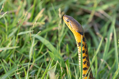 Fowlea flavipunctata