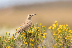 Certhilauda curvirostris brevirostris
