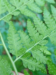 Microlepia
