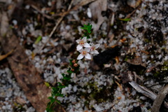 Cyanothamnus nanus nanus