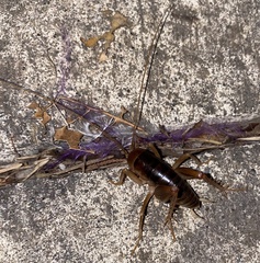 Ceuthophilus californianus