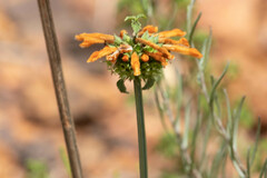 Leonotis ocymifolia