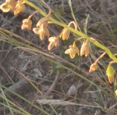 Eulophia bolusii
