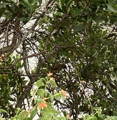 Pterorhinus perspicillatus