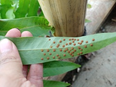 Drynaria quercifolia