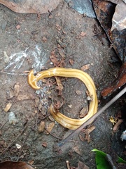 Diversibipalium salvini