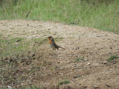 Erithacus rubecula rubecula