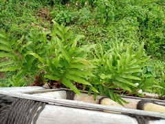 Drynaria quercifolia