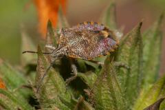 Agonoscelis versicoloratus