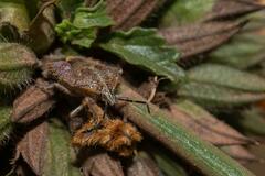 Agonoscelis versicoloratus