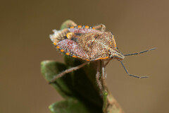 Agonoscelis versicoloratus