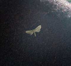 Euacidalia brownsvillea