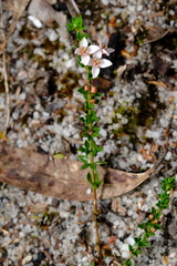 Cyanothamnus nanus nanus