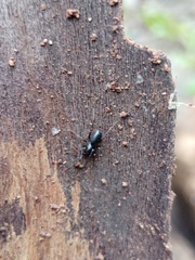 Oedignatha scrobiculata