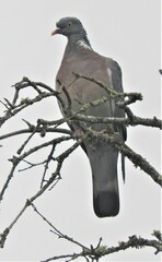 Columba palumbus palumbus