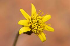 Heterolepis peduncularis