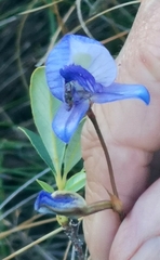 Disa purpurascens