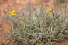 Heterolepis peduncularis