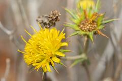 Berkheya heterophylla