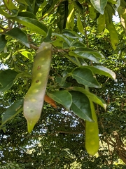 Albizia odoratissima
