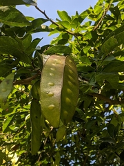 Albizia odoratissima