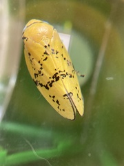 Ptyelus flavescens