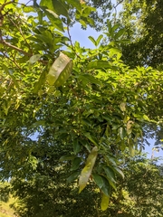 Albizia odoratissima