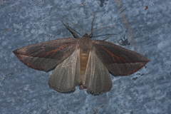 Compsoptera opacaria